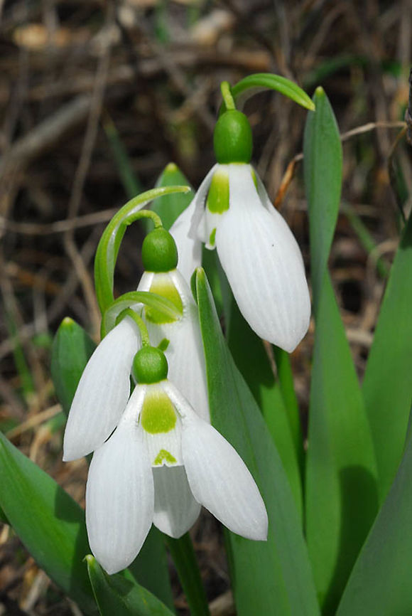 Galanthus elwesii S Turkey, pass 18 km after Ibradi, 1500 m. Elwes's snowdrop,Galanthus elwesii,Geotagged,Spring,Turkey