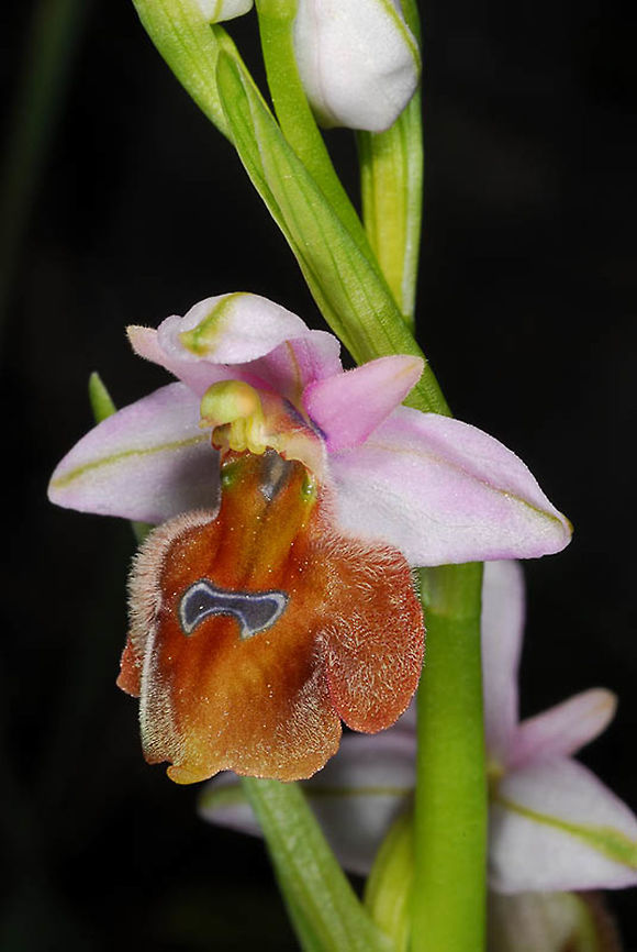 Ophrys lucis Turkey, near Akseki Geotagged,Ophrys lucis,Spring,Turkey