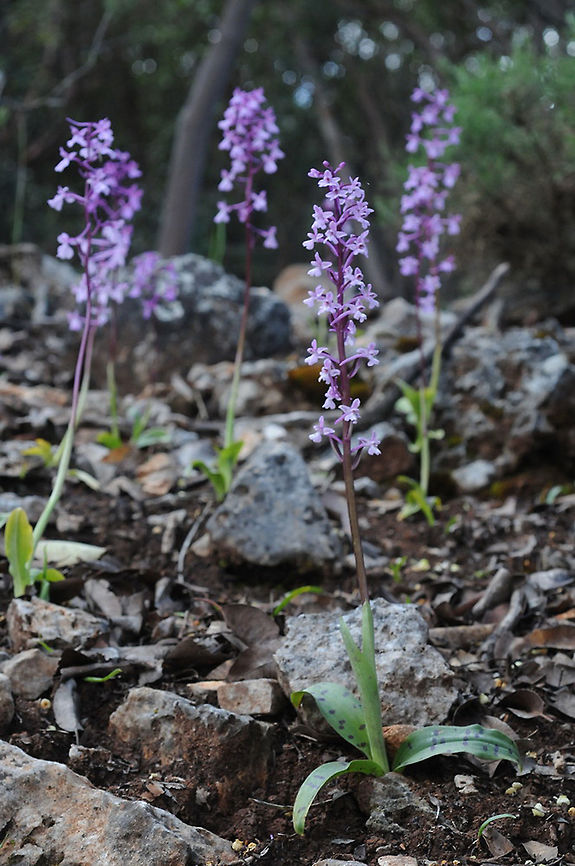 Orchis anatolica Turkey, above Kas Geotagged,Orchis anatolica,Spring,Turkey