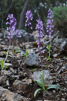 Orchis anatolica Turkey, above Kas Geotagged,Orchis anatolica,Spring,Turkey