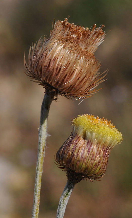Phagnalon graecum Turkey, near Bodrum Geotagged,Phagnalon graecum,Spring,Turkey