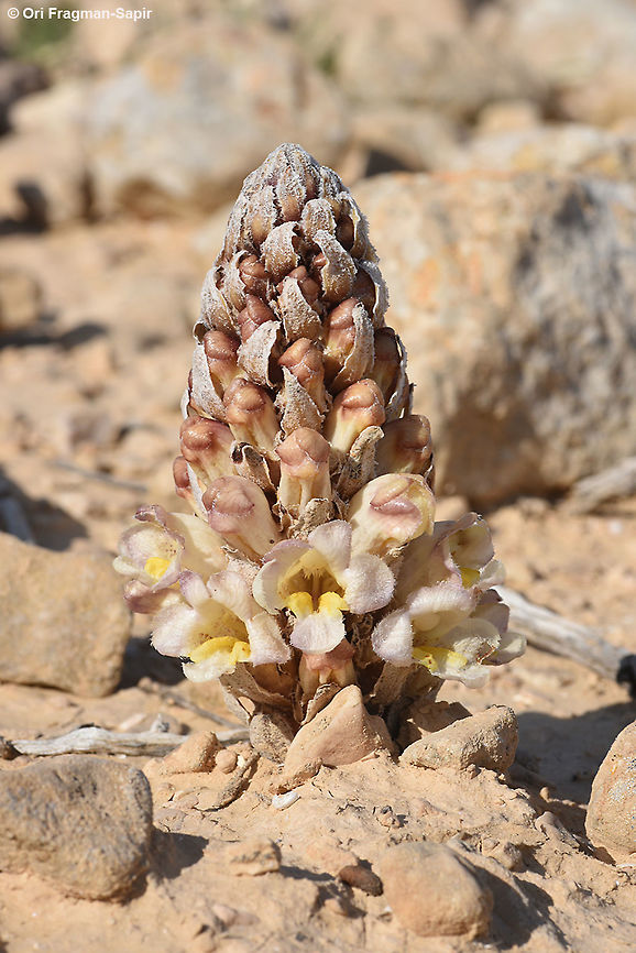 Cistanche salsa A parasitic plant with hairy bracts and white-purplish flowers. Cistanche salsa,Geotagged,Israel,Winter