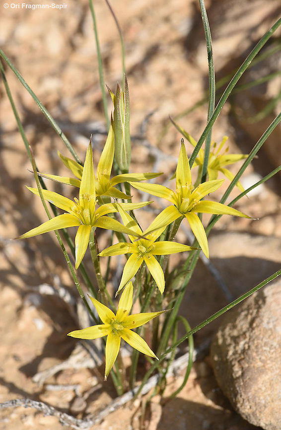 Gagea reticulata A small desert bulb. Bulb tunics elongate into a sock along the stem.  Gagea reticulata