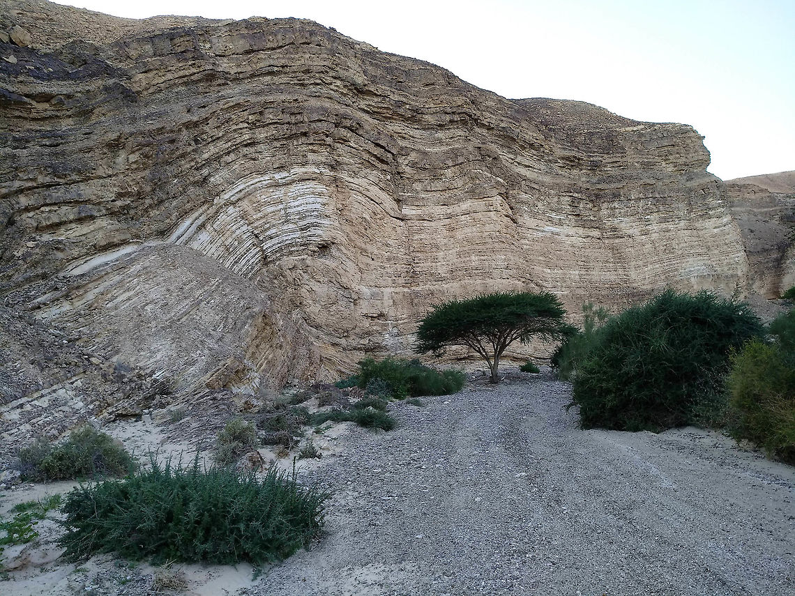 Acacia raddiana The largest tree in the extreme desert. Acacia raddiana,Geotagged,Israel,Winter