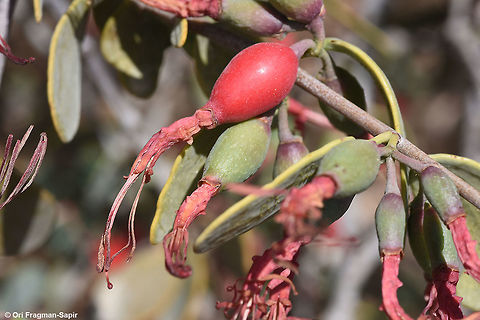 Plicosepalus acaciae Plicosepalus acaciae is a parasitic plant on acacia trees in the extreme desert. Flowers tubular, pollinated by sunbirds. In this picture you can see the young fruits. Geotagged,Israel,Plicosepalus acaciae,Winter