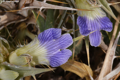Blepharis attenuata Blepharis attenuata is a spiny perennial of the extreme desert. Flowers bluish lip-like. The plant dries out for years with its seeds, after rain the seeds are shot out of the plant and glued to stones, thus not lost in flood. Blepharis attenuata,Geotagged,Israel,Winter