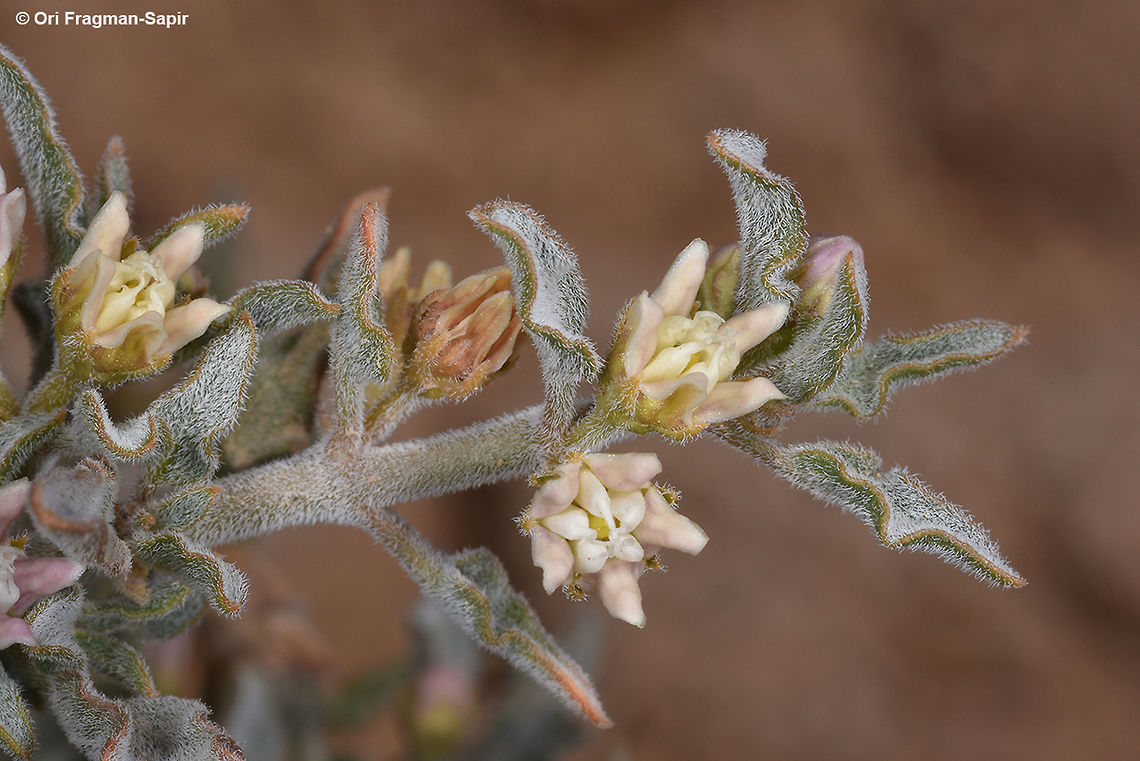 Glossonema boveanum A perennial of the extreme desert, active only after rains. Geotagged,Glossonema boveanum,Israel,Winter