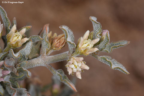 Glossonema boveanum A perennial of the extreme desert, active only after rains. Geotagged,Glossonema boveanum,Israel,Winter