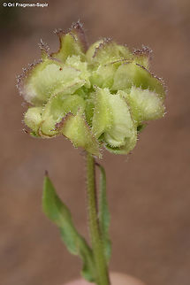 Calendula tripterocarpa Calendula tripterocarpa is an annual of the extreme desert. In flower it is identical to the common Calendula arvensis. It is characterized by its achenes that are 3 winged, hence the species name. Calendula tripterocarpa,Geotagged,Israel,Winter