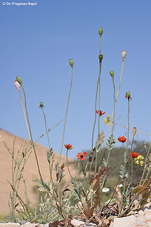Papaver decaisnei Papaver decaisnei is a least known poppy of the extreme desert. It has waxy stems and leaves and small red flowers. Geotagged,Israel,Papaver decaisnei,Winter