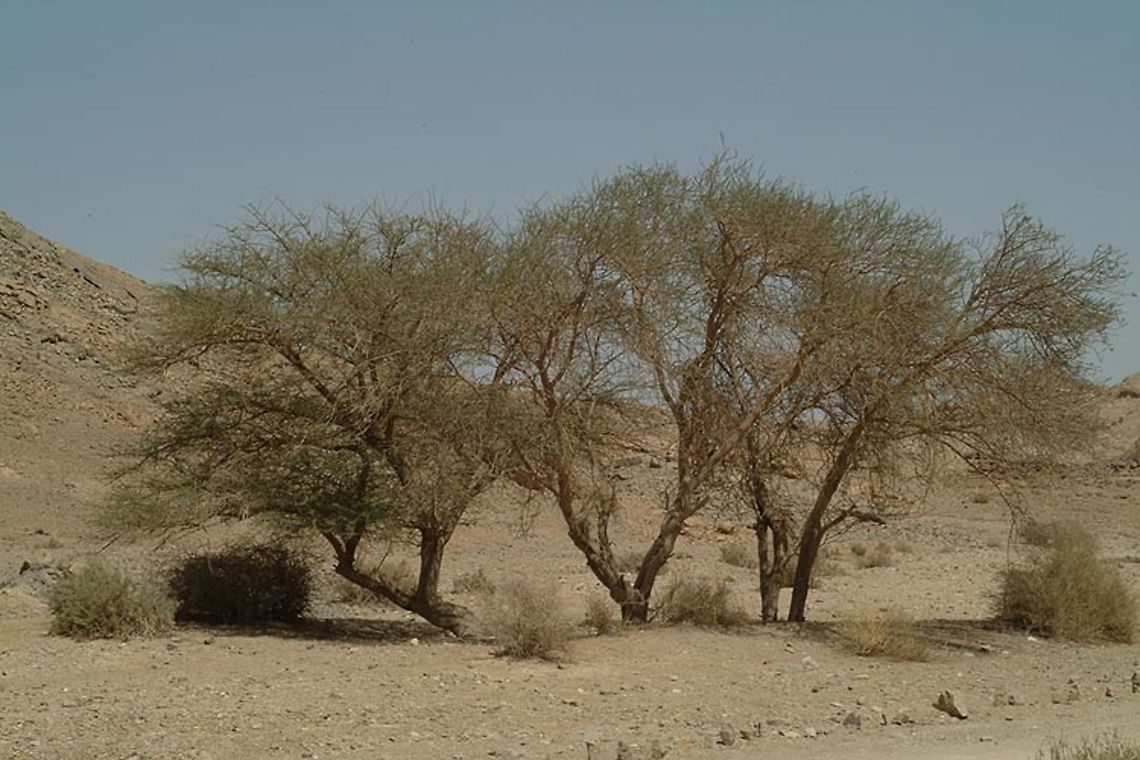 Acacia pachyceras A tree of the extreme desert. Leaves twice pinnate. Pods falcate. Nahal Gvanim (Ramon Crater) Acacia pachyceras,Geotagged,Israel,Summer