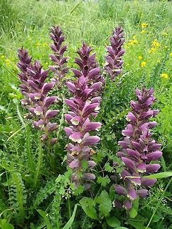 Acanthus syriacus A perennial of Israel, Jordan, Lebanon and Syria.  Acanthus syriacus,Geotagged,Israel,Spring