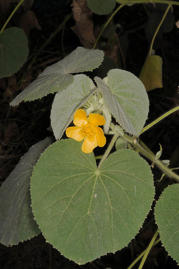 Abutilon hirtum Dead Sea Area - Kumran Junction Abutilon hirtum,Fall,Geotagged