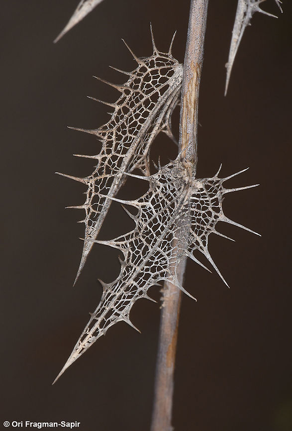 Carthamus persicus A spiny desert annual. Progenitor of safflower. Carthamus persicus,Geotagged,Israel,Spring