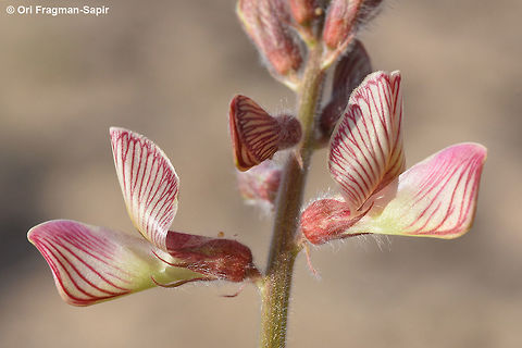 Onobrychis ptolemaica A desert perennial with lovely striped flowers. Geotagged,Israel,Onobrychis ptolemaica,Spring