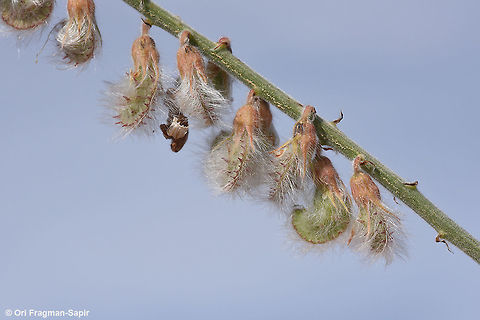 Onobrychis ptolemaica These are the typical woolly pods of Onobrychis ptolemaica. Geotagged,Israel,Onobrychis ptolemaica,Spring
