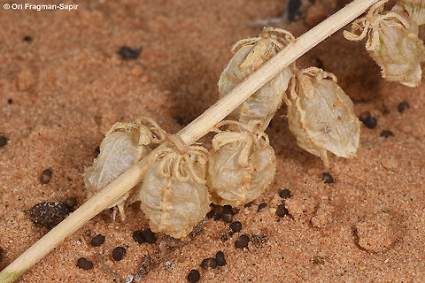 Reseda arabica The pending capsules typical for this species are already dispersing their seeds. Geotagged,Israel,Reseda arabica,Spring