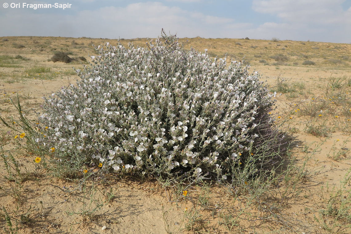 Convolvulus lanatus Convolvulus lanatus is an arid perennial found in sands. Convolvulus lanatus,Geotagged,Israel,Spring