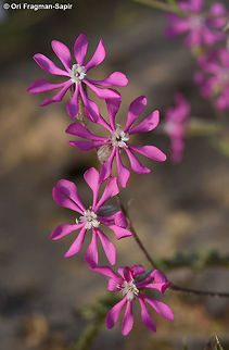Silene colorata Silene colorata flowers open as sun goes down, when light is magic. Geotagged,Israel,Silene colorata,Spring