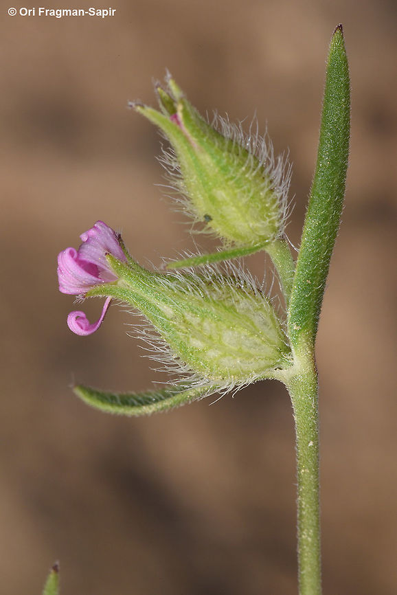 Silene tridentata A beautiful annual of the arid Mediterranean and semi-desert regions. Geotagged,Israel,Silene tridentata,Spring