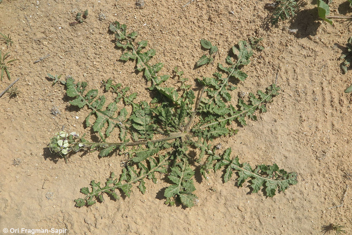 Enarthrocarpus strangulatus A common deseret annual, superficially resembling radish. Enarthrocarpus strangulatus,Geotagged,Israel,Spring