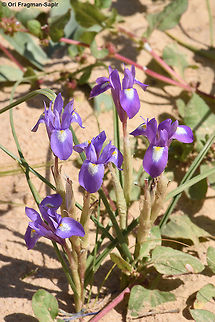 Moraea sisyrinchium A common bulb in the semi-desert. Geotagged,Israel,Moraea sisyrinchium,Spring