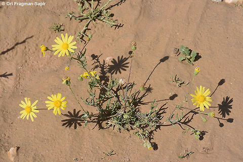Senecio glaucus A common annual in the Middle east deserts. In Israel it penetrates the coastal sands as well. Geotagged,Israel,Senecio glaucus,Spring