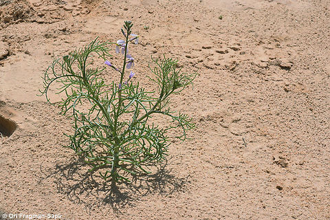 Pseuderucaria clavata An annual of the extreme desert. Geotagged,Israel,Pseuderucaria clavata,Spring