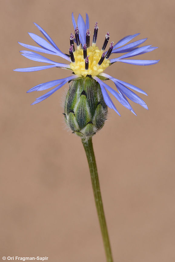 Volutaria crupinoides A common desert annual. Volutaria crupinoides
