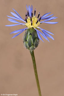 Volutaria crupinoides A common desert annual. Volutaria crupinoides