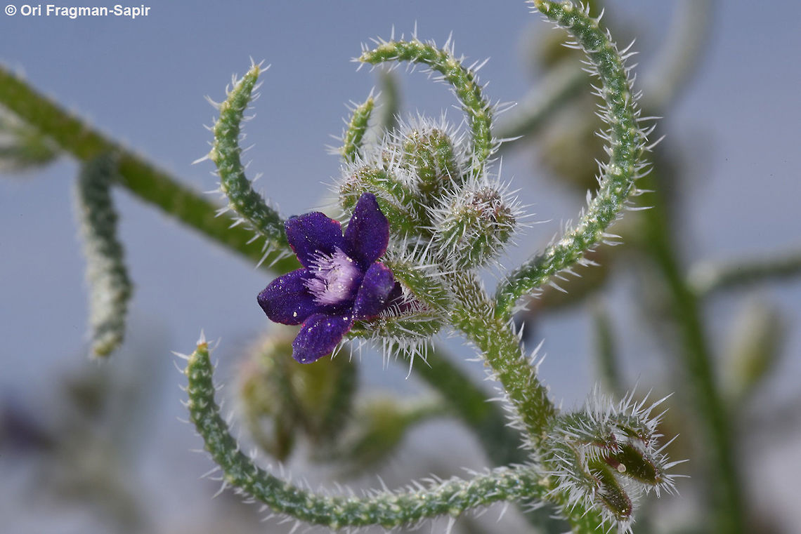 Hormuzakia negevensis One of the rarest plants in the world, only 20 plants are known form a single locality in S Israel. Geotagged,Hormuzakia negevensis,Israel,Spring