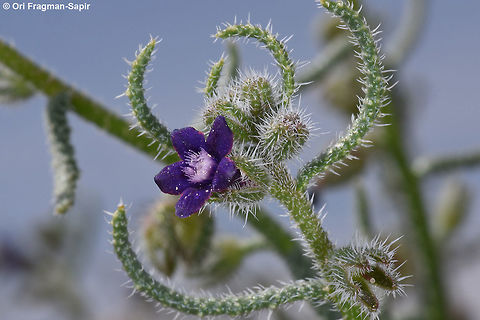 Hormuzakia negevensis One of the rarest plants in the world, only 20 plants are known form a single locality in S Israel. Geotagged,Hormuzakia negevensis,Israel,Spring