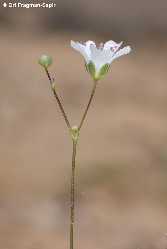 Gypsophila viscosa A desert annual found in sandy deserts. The stems are sticky. Geotagged,Gypsophila viscosa,Israel,Spring