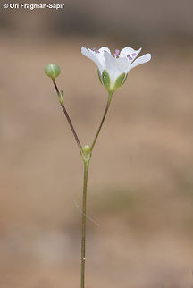 Gypsophila viscosa A desert annual found in sandy deserts. The stems are sticky. Geotagged,Gypsophila viscosa,Israel,Spring