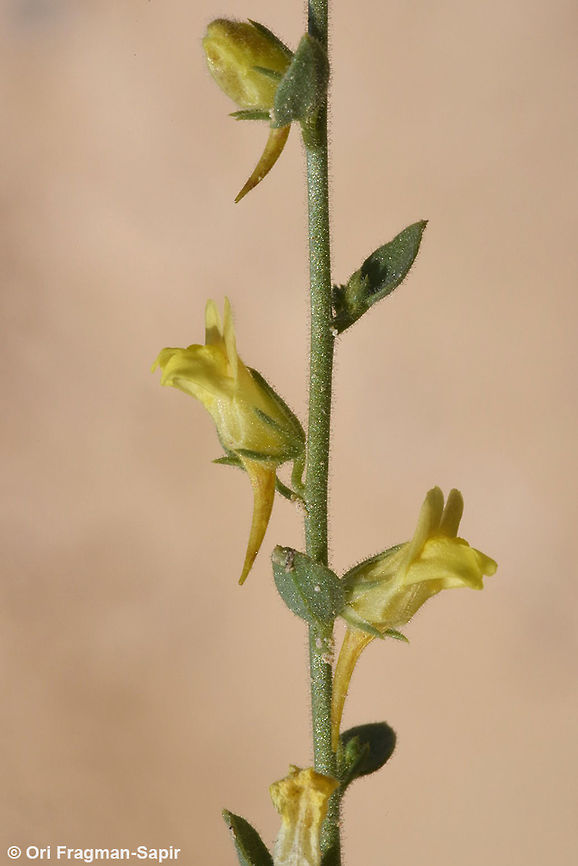 Kickxia acerbiana A perennial of the extreme desert. Geotagged,Israel,Kickxia acerbiana,Spring
