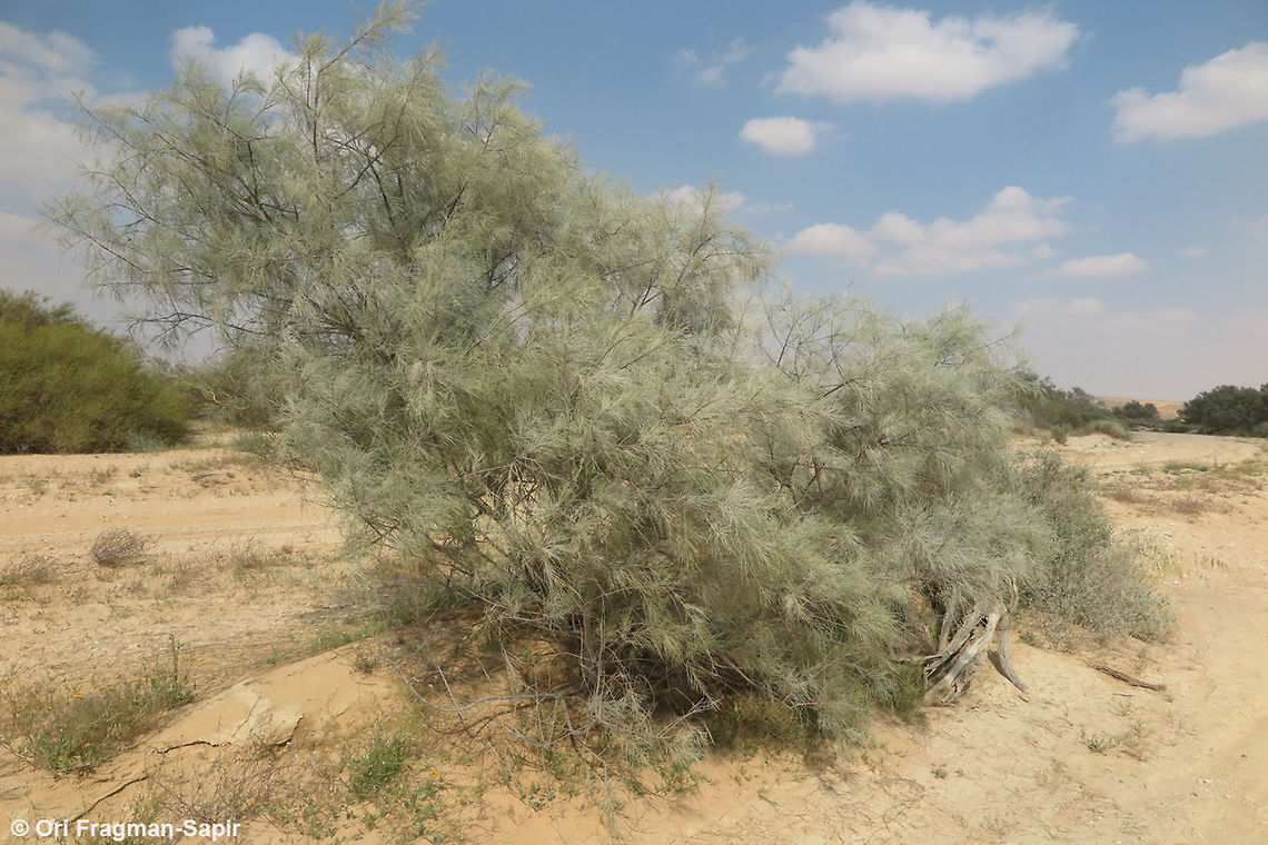 Tamarix aphylla A desert small tree found in sands and washes. Geotagged,Israel,Spring,Tamarix aphylla