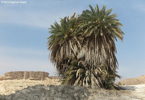 Phoenix dactylifera The date palm is native the springs and wet salines of the Arabian deserts. Date palm,Geotagged,Israel,Phoenix dactylifera,Spring