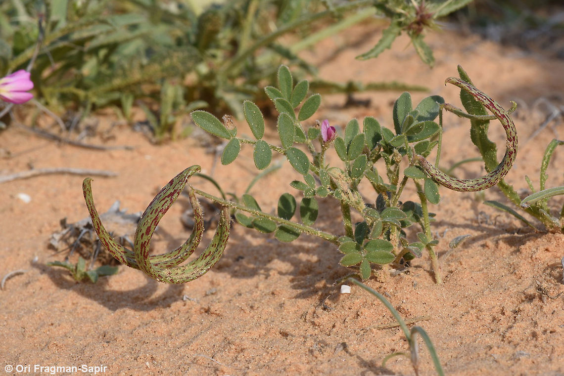Astragalus annularis A small desert annual, found in sands. Astragalus annularis