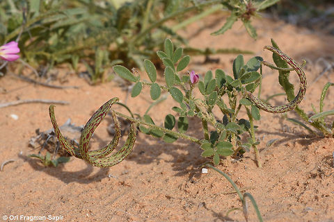 Astragalus annularis A small desert annual, found in sands. Astragalus annularis