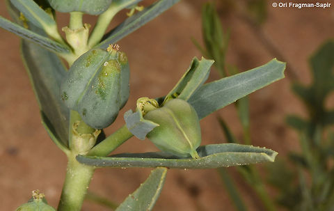 Euphorbia grossheimii An inconspicuous desert annual. Euphorbia grossheimii,Geotagged,Israel,Spring