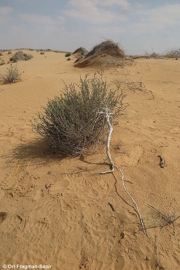 Cornulaca monacantha A desert shrublet, found in sand dunes. Cornulaca monacantha,Geotagged,Israel,Spring
