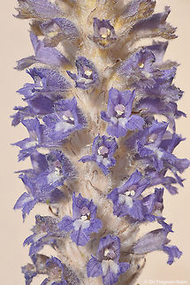 Orobanche daninii A desert parasite, endemic to the Arava Valley in Israel. Geotagged,Israel,Orobanche daninii,Winter