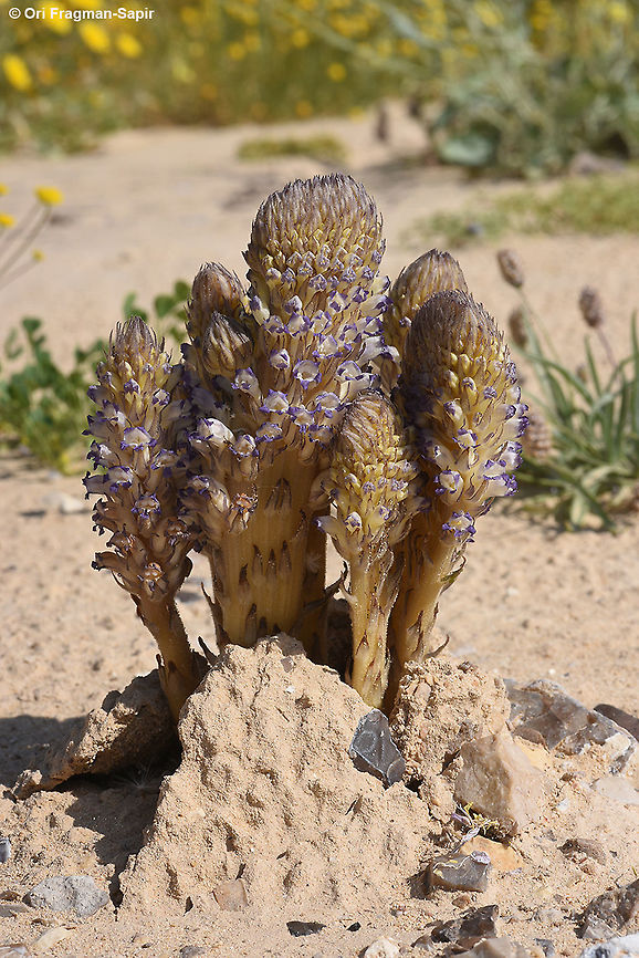 Orobanche cernua A parasite with curved non hairy flowers. Geotagged,Israel,Orobanche cernua,Orobanche daninii,Winter