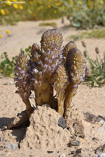 Orobanche cernua A parasite with curved non hairy flowers. Geotagged,Israel,Orobanche cernua,Orobanche daninii,Winter
