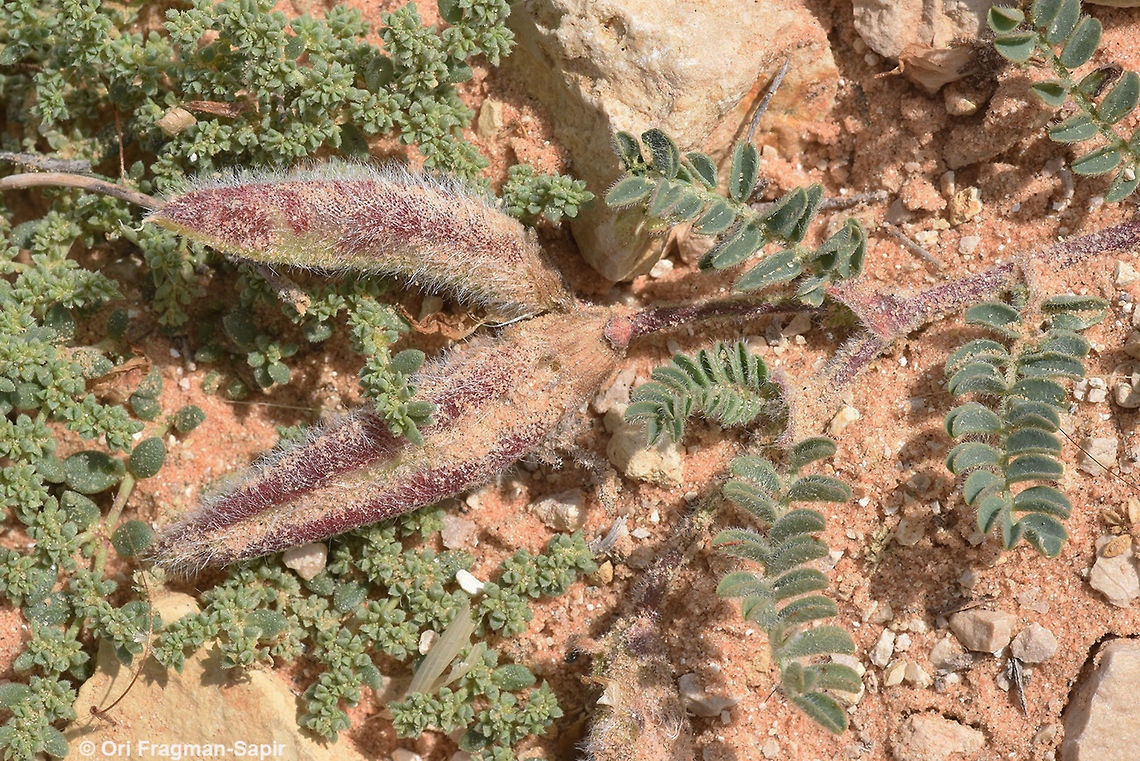 Astragalus peregrinus A creeping annual legume with finger like fruits. Astragalus peregrinus,Geotagged,Israel,Spring