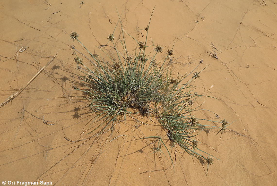Cyperus macrorrhizus A perennial of sand dunes. Cyperus macrorrhizus,Geotagged,Israel,Spring