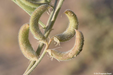 Astragalus arpilobus A desert annual found in sandy habitats. Astragalus arpilobus,Geotagged,Israel,Winter