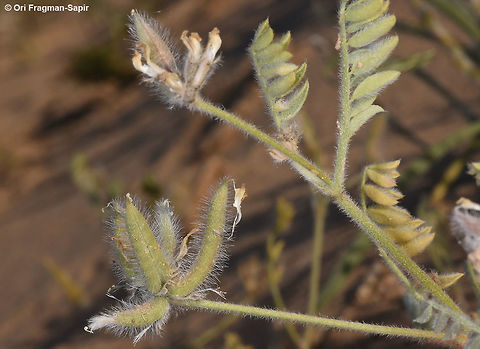 Astragalus schimperi A desert annual, found in sandy habitats. Fruits arranged in a starry cluster. Astragalus schimperi
