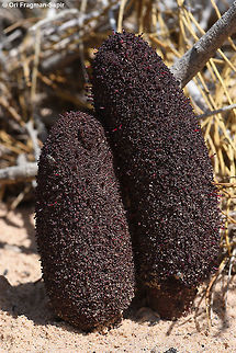 Cynomorium  coccineum A desert parasite. Cynomorium,Cynomorium coccineum,Geotagged,Israel,Spring