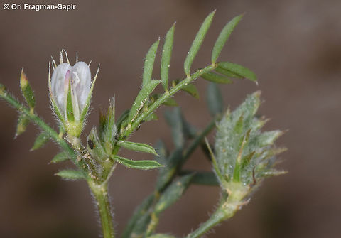 Onobrychis crista-galli A small annual of the semi-desert and arid Mediterranean. Flower dull white-pinkish. Fruits spiny Geotagged,Israel,Onobrychis crista-galli,Spring